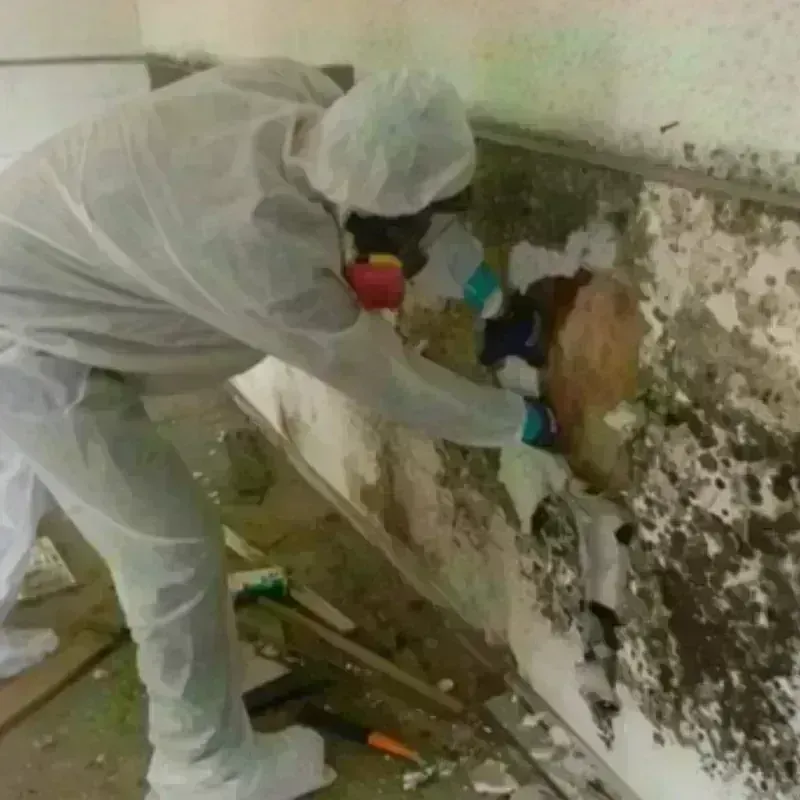 Mold Remediation and Removal in Lompico, CA